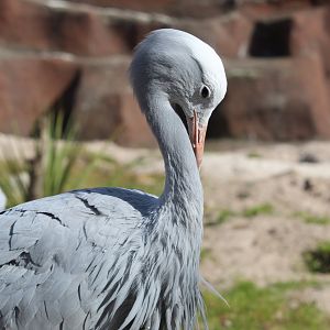 Blue crane (Anthropoides paradiseus)