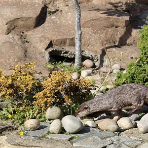 Asian short-clawed otter (Aonyx cinerea)