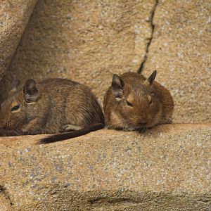 Common degus (Octodon degus)
