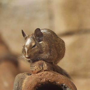 Common degu (Octodon degus)