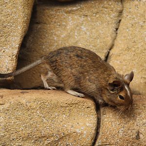 Common degu (Octodon degus)
