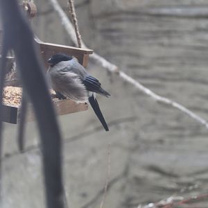 Bullfinch (Pyrrhula pyrrhula)