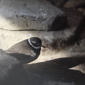 Common ringed plover (Charadrius hiaticula)