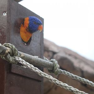 Red-collared lorikeet (Trichoglossus rubritorquis)