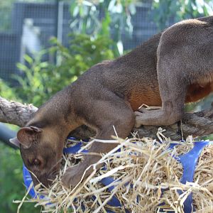 Fossa (Cryptoprocta ferox)