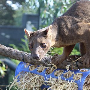 Fossa (Cryptoprocta ferox)