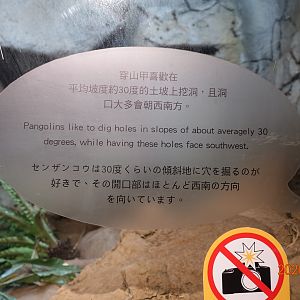 The knowledge of the cave that pangolins made.