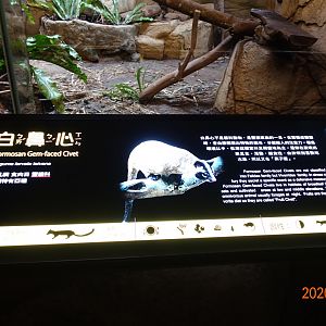 Masked Palm Civet (Paguma larvata taivana)