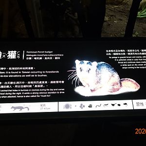 Formosan Ferret-badger (Melogale moschata subaurantiaca)