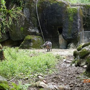 Formosan Wild Boar (Sus scrofa taivanus)