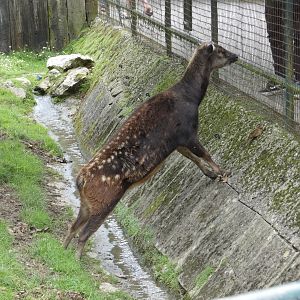 Philippine Spotted Deer