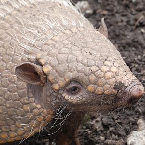 Six-banded Armadillo