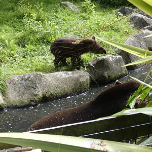 Brazilian Tapir calf