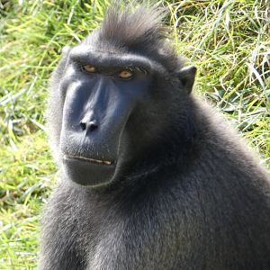 Sulawesi Crested Macaque