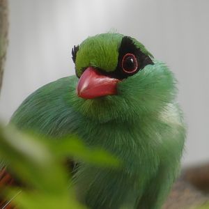 Javan Green Magpie