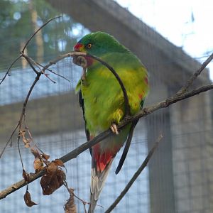 Swift Parrot