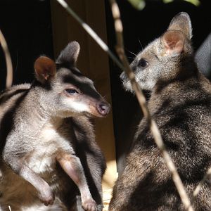Dusky Pademelon & Parma Wallaby