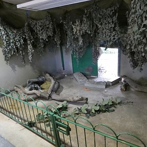 Cape Porcupine indoor enclosure