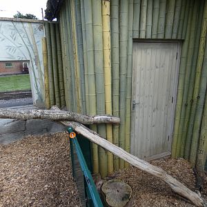 Binturong separation from Otters
