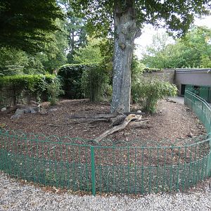 Giant Anteater & Mara outdoor enclosure