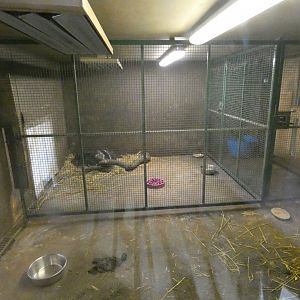 Giant Anteater indoor enclosure