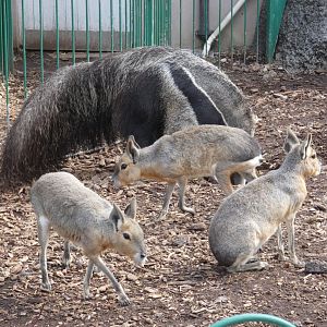 Giant Anteaters and Patagonian Mara