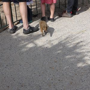 Meerkat in walk-through enclosure