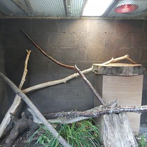 Common Boa enclosure