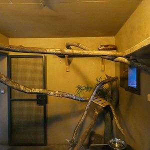 Red Panda indoor enclosure