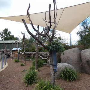Southern Koala outdoor enclosure