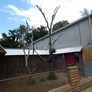 Separate Southern Koala outdoor enclosure