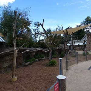Southern Koala outdoor enclosure (2)
