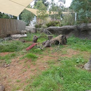 Southern Hairy-nosed Wombat outdoor enclosure