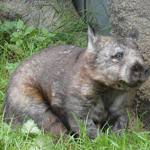 Southern Hairy-nosed Wombat