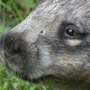 Southern Hairy-nosed Wombat close-up