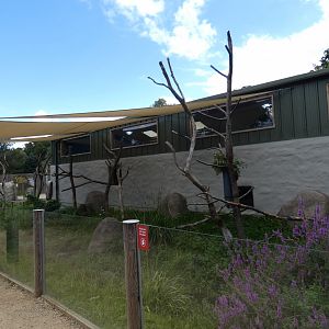 Southern Koala (male) outdoor enclosure