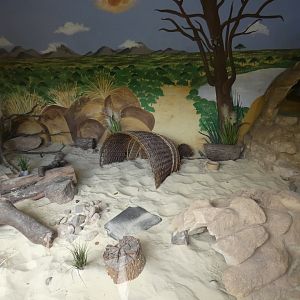 Fennec Fox indoor enclosure