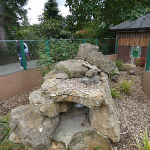 Fennec Fox outdoor enclosure