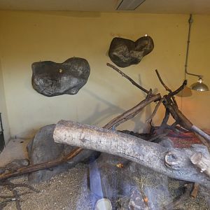 Rock Hyrax enclosure