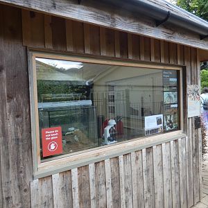 Desertas Wolf Spider display