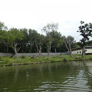Western Lowland Gorilla enclosure