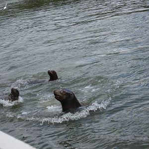 Californian Sea Lions
