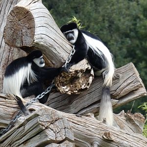 Eastern Black-and-white Colobus