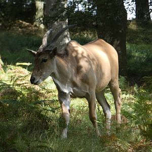 Common Eland