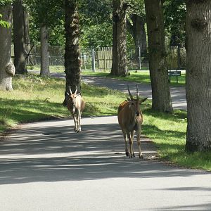 Common Eland on the road