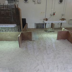 African Spurred Tortoise indoor enclosure