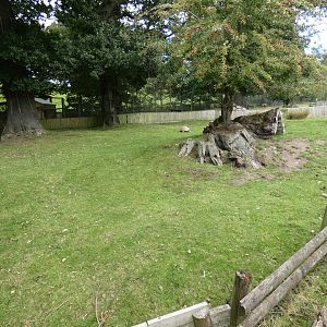 African Spurred Tortoise outdoor enclosure
