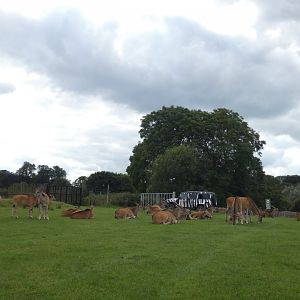 Common Eland herd