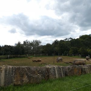 White Rhino enclosure