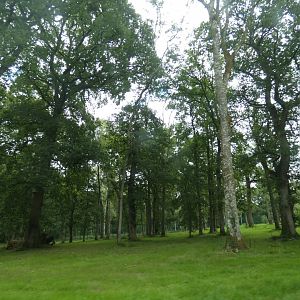 Amur Tiger drive-through exhibit